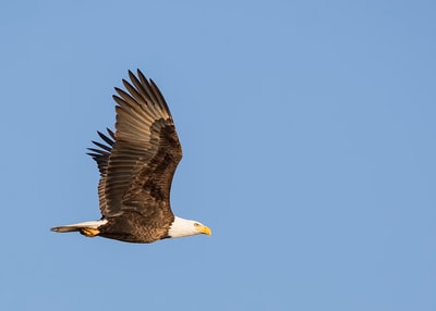 秃鹰在天上飞的照片
